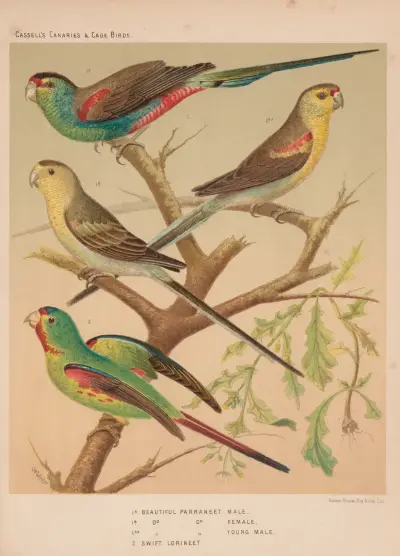Beautiful Parrakeets, Swift Lorikeet av W. A . Blakston