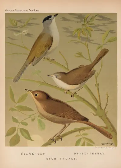 Blackcap, Whitethroat, Nightingale av W. A . Blakston