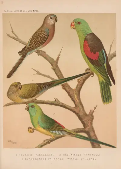 Bourke’s Parrakeet, Red-winged Parrakeet, Bloodrumped Parrakeets av W. A . Blakston
