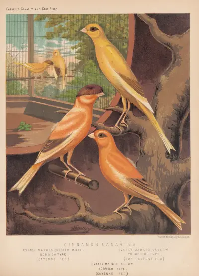 Cinnamon Canaries, Marked and Crested Types av W. A . Blakston