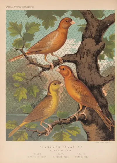 Cinnamon Canaries, Norwich Type av W. A . Blakston