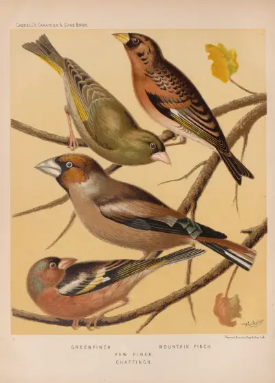 Greenfinch, Mountain Finch, Hawfinch, Chaffinch av W. A . Blakston