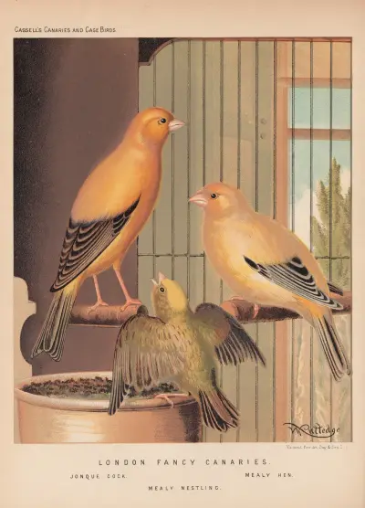 London Fancy Canaries av W. A . Blakston