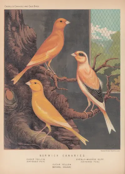 Norwich Canaries—Clear Yellow, Evenly-marked Buff av W. A . Blakston