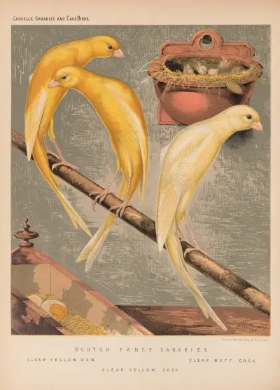 Scotch Fancy Canaries, Clear av W. A . Blakston