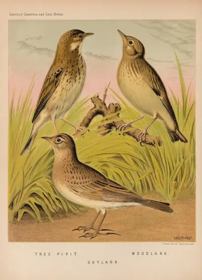 Tree Pipit, Skylark, Woodlark av W. A . Blakston