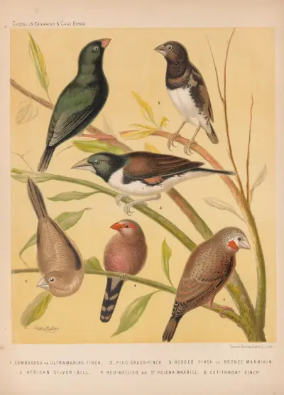 Ultramarine Finch, Pied Grass Finch, Bronze Manakin, Silver-bill, St. Helena Waxbill, Cut-throat av W. A . Blakston