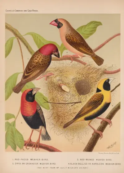 Weaver-birds-Oryx, Red-headed, Napoleon Weavers av W. A . Blakston