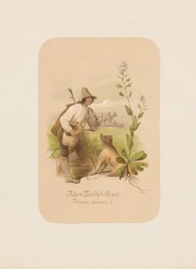 Alpen-Taeschel-Kraut. Thlaspi alpestre av Adolf Schrödter
