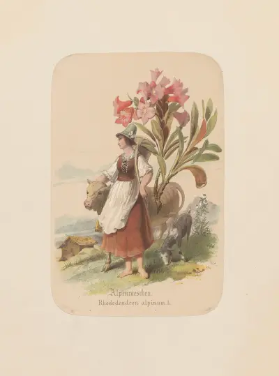 Alpenroeschen. Rhododendron alpinum av Adolf Schrödter