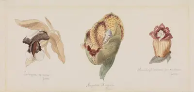 Drei verschiedene Orchideenblüten av Adolf Schrödter