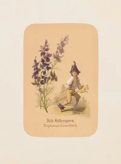 Feld-Rittersporn. Delphinium Consolida av Adolf Schrödter