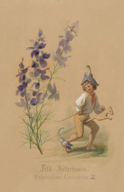 Feld-Rittersporn av Adolf Schrödter