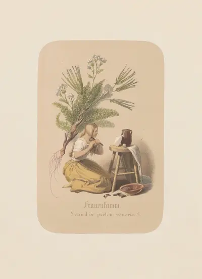 Frauenkamm. Scandix pecten veneris av Adolf Schrödter