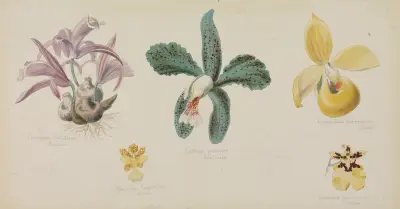 Fünf verschiedene Orchideenblüten av Adolf Schrödter