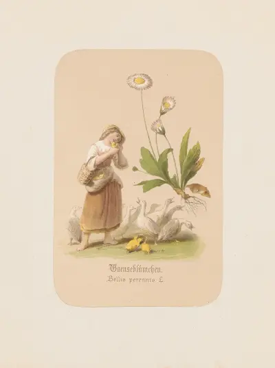 Gaenseblümchen. Bellis perennis av Adolf Schrödter