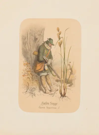 Hasen-Segge. Carex leporina av Adolf Schrödter
