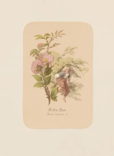 Hecken-Rose. Rosa canina. av Adolf Schrödter