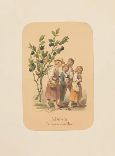 Heidelbeere. Vaccinium Myrtillus av Adolf Schrödter