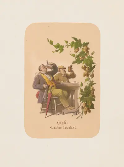 Hopfen. Humulus Lupulus av Adolf Schrödter