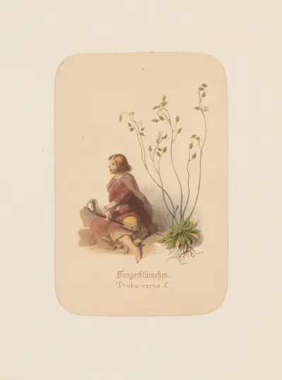 Hungerblümchen. Draba verna av Adolf Schrödter