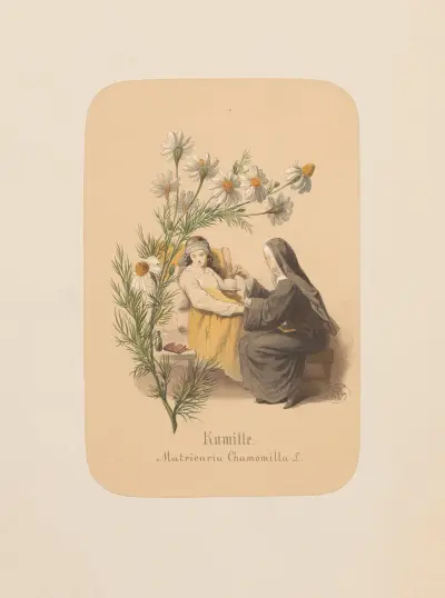 Kamille. Matricaria Chamomilla av Adolf Schrödter