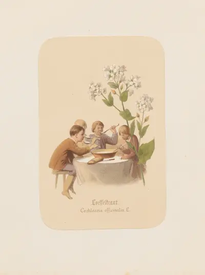 Loeffelkraut. Cochlearia officinalis av Adolf Schrödter