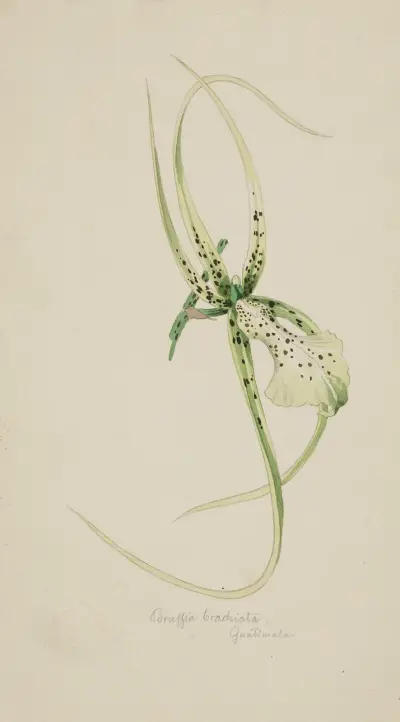 Orchidee ‘Brassia Brachiata’ (Guatemala) av Adolf Schrödter