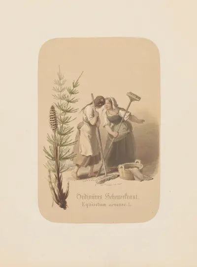 Ordinäres Scheuerkraut. Equisetum arvense av Adolf Schrödter