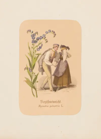 Vergißmeinnicht. Myosotis palustris av Adolf Schrödter
