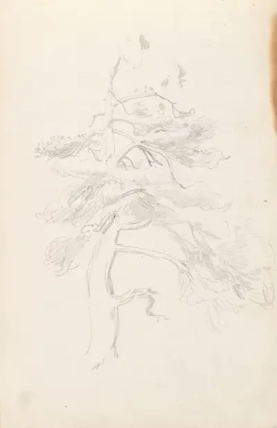 Furu av Adolph Tidemand