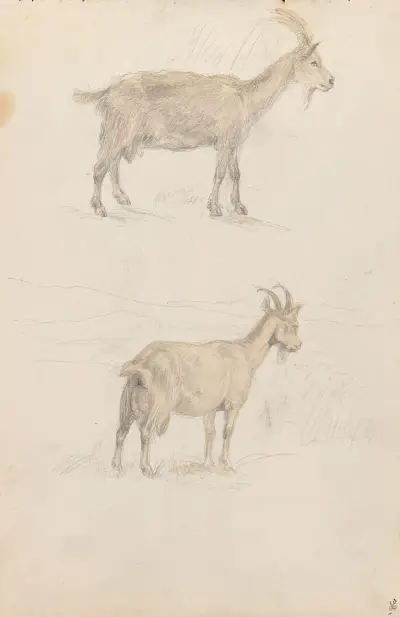 Geiter av Adolph Tidemand