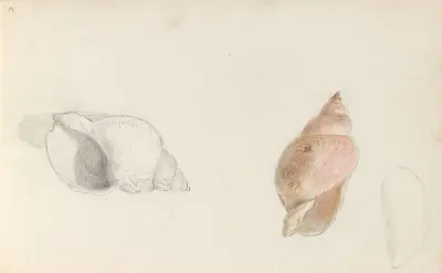 Studier av snäcka av Adolph Tidemand