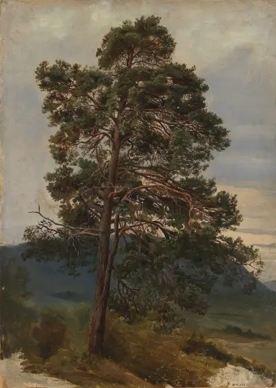 Study of a Pine Tree av Adolph Tidemand