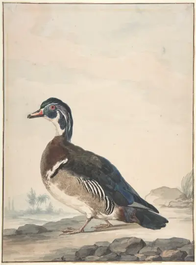 A Duck av Aert Schouman