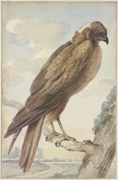 A kite av Aert Schouman