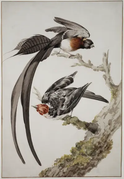 A Long-Tailed Paradise Whydah (Vidua paradisaea) and a Red-Cowled Cardinal (Paroaria dominicana) av Aert Schouman