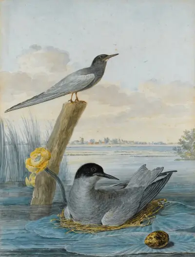 A Pair Of Black Terns With Nest And Egg In A River Landscape av Aert Schouman