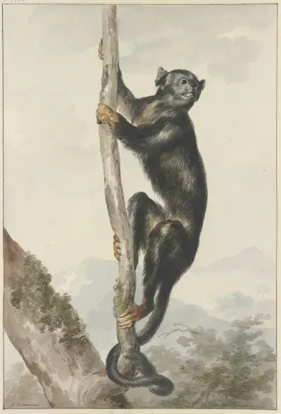 A Peruvian Spider Monkey (Ateles chamek), 1759 av Aert Schouman