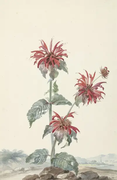 A Red Bergamot in a Landscape av Aert Schouman