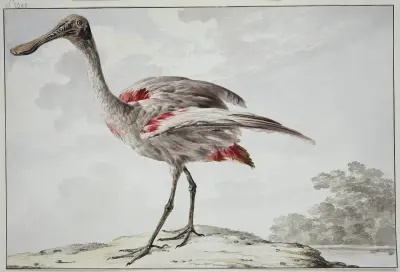 A Roseate Spoonbill (Platalea ajaja) av Aert Schouman