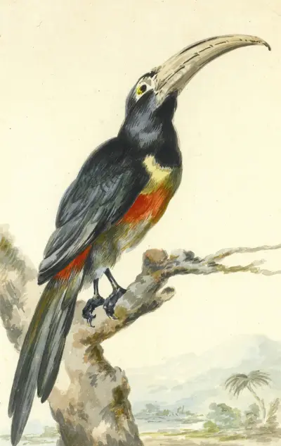 A Toucan (Pteroglossus Aracari) On A Branch av Aert Schouman