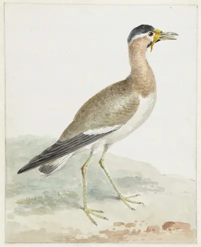 A Yellow-wattled Lapwing von Aert Schouman