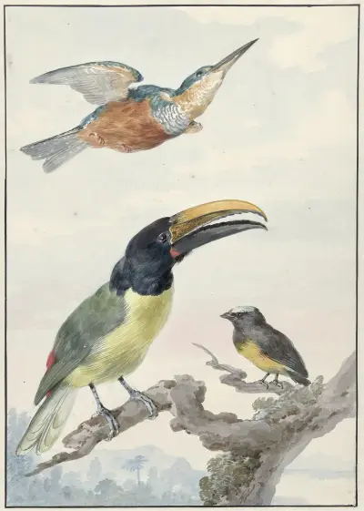 Drie vogels; een IJsvogel, een Prins von Wied’s Toekan en een Organist av Aert Schouman