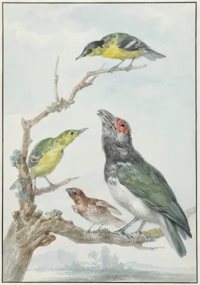 Four Different Birds on a Branch av Aert Schouman
