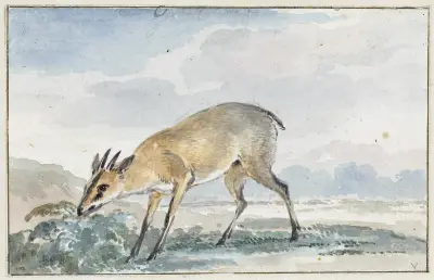 Guinees Jufferbokje of Sylvicapra Grimmia av Aert Schouman