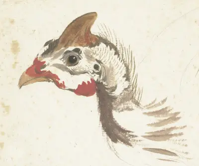 Head of a Helmeted Guineafowl av Aert Schouman