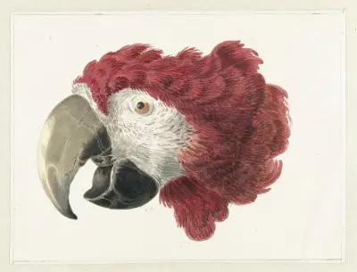 Head of a Macaw av Aert Schouman