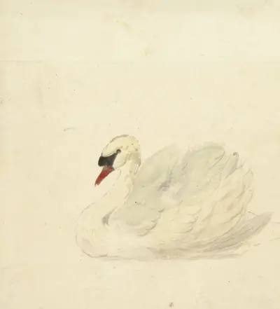 Knölsvan av Aert Schouman