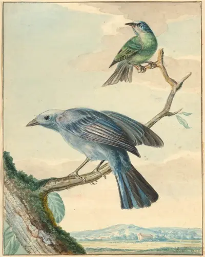 Oiseaux branchés av Aert Schouman